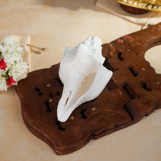 Sri Rudra Blowing Shank Big (SR 03095)