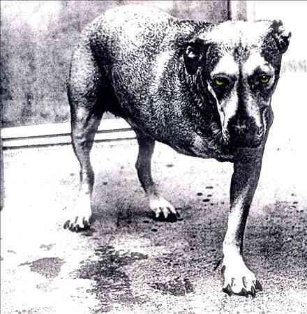 Alice in Chains (CD) | Mint (M) Mint (M)