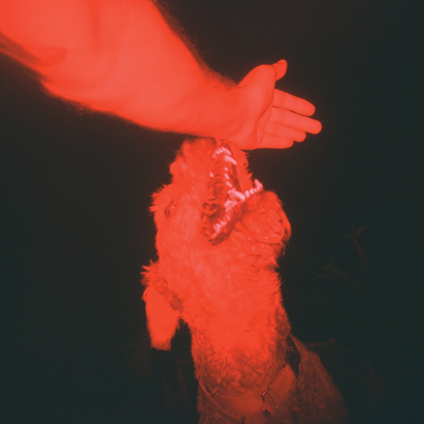 A Trick Of The Light ("Optical Illusion" Transparent Red VINYL) | Mint (M) Mint (M)