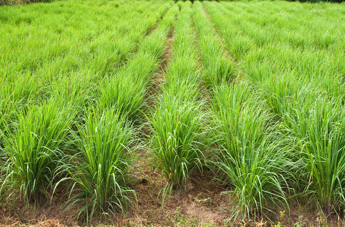 Luxura Sciences Lemon Grass Essential Oil