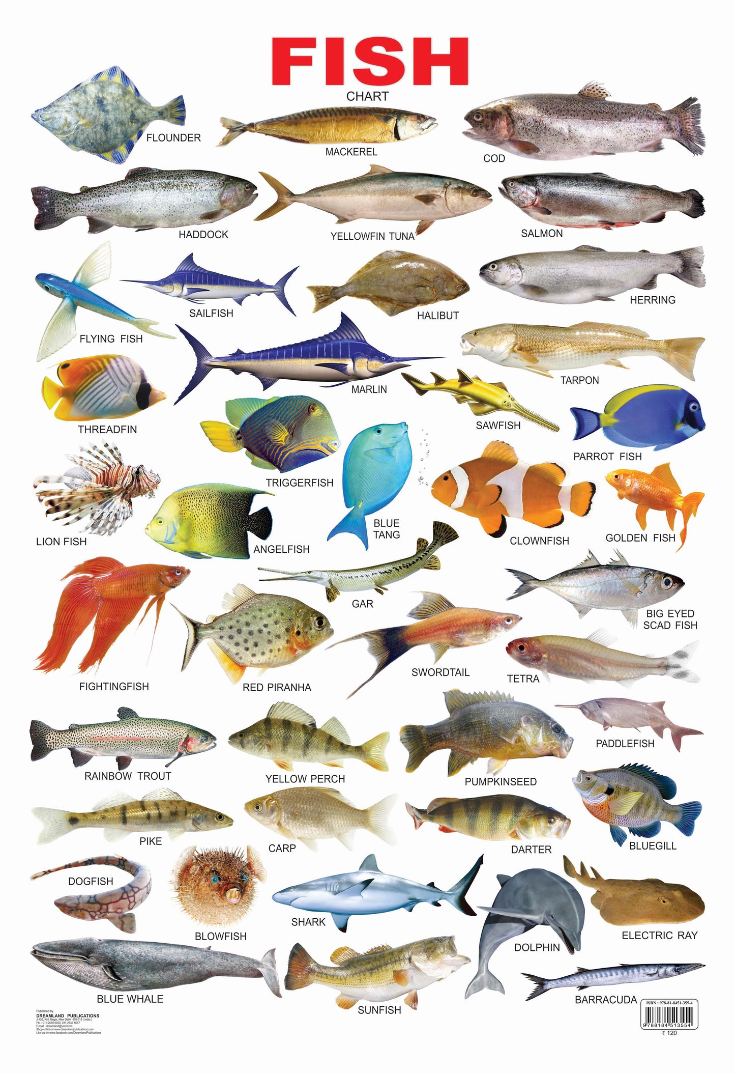 Dreamland Publications Educational Chart for Kids - Fish