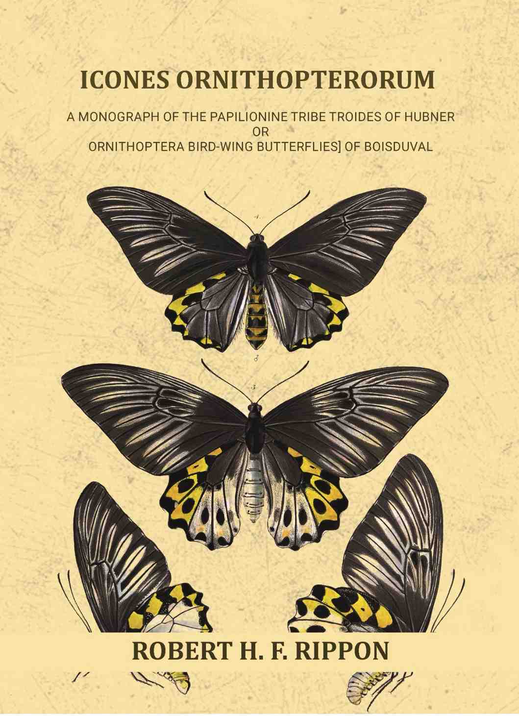 Icones ornithopterorum a monograph of the Papilionine tribe Troides of Hubner or Ornithoptera [bird-wing butterflies] of Boisduval (Vol. 1st) - Gyan Books