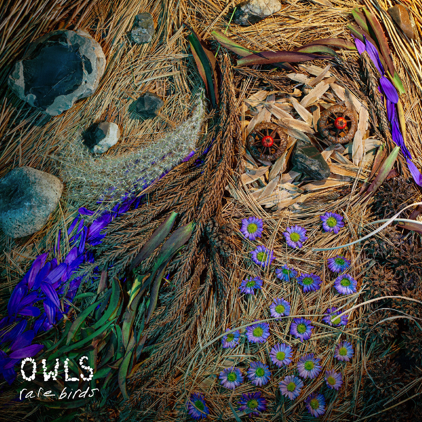 Rare Birds |