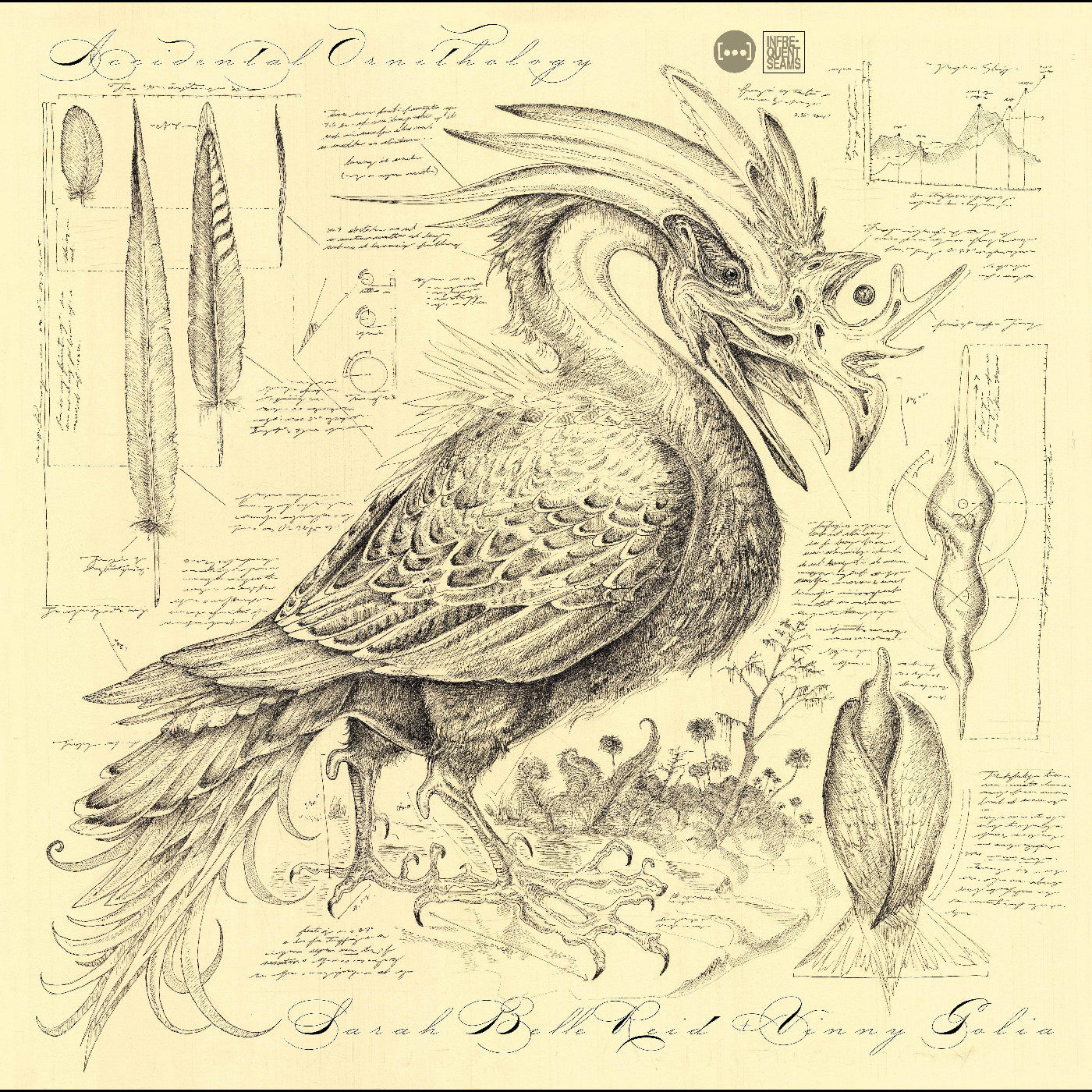 Accidental Ornithology |